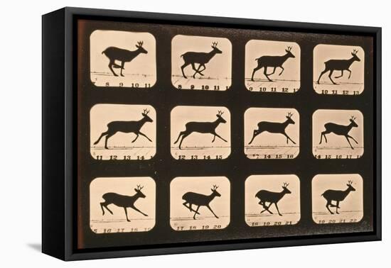 Image Sequence of a Deer Running, 'Animal Locomotion' Series, C.1881-Eadweard Muybridge-Framed Stretched Canvas