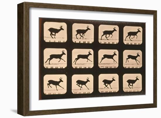 Image Sequence of a Deer Running, 'Animal Locomotion' Series, C.1881-Eadweard Muybridge-Framed Giclee Print