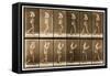 Image Sequence of a Man with a Hat Walking, 'Animal Locomotion' Series, C.1887-Eadweard Muybridge-Framed Stretched Canvas