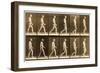 Image Sequence of a Nude Man Walking, 'Animal Locomotion' Series, C.1881-Eadweard Muybridge-Framed Giclee Print