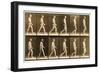 Image Sequence of a Nude Man Walking, 'Animal Locomotion' Series, C.1881-Eadweard Muybridge-Framed Giclee Print