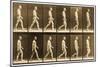 Image Sequence of a Nude Man Walking, 'Animal Locomotion' Series, C.1881-Eadweard Muybridge-Mounted Giclee Print