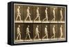 Image Sequence of a Nude Man Walking, 'Animal Locomotion' Series, C.1881-Eadweard Muybridge-Framed Stretched Canvas