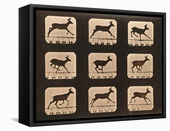 Image Sequence of a Running Deer, 'Animal Locomotion' Series, C.1881-Eadweard Muybridge-Framed Stretched Canvas