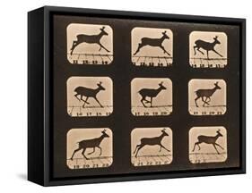 Image Sequence of a Running Deer, 'Animal Locomotion' Series, C.1881-Eadweard Muybridge-Framed Stretched Canvas