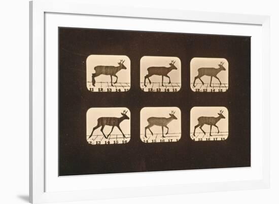 Image Sequence of a Trotting Deer, 'Animal Locomotion' Series, C.1881-Eadweard Muybridge-Framed Giclee Print