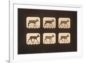 Image Sequence of a Trotting Deer, 'Animal Locomotion' Series, C.1881-Eadweard Muybridge-Framed Giclee Print