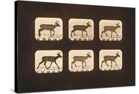 Image Sequence of a Trotting Deer, 'Animal Locomotion' Series, C.1881-Eadweard Muybridge-Stretched Canvas