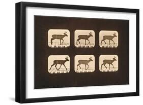 Image Sequence of a Trotting Deer, 'Animal Locomotion' Series, C.1881-Eadweard Muybridge-Framed Giclee Print