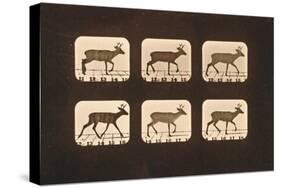 Image Sequence of a Trotting Deer, 'Animal Locomotion' Series, C.1881-Eadweard Muybridge-Stretched Canvas