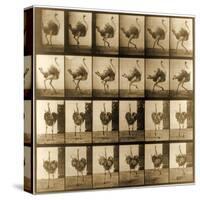 Image Sequence of an Ostrich Running, 'Animal Locomotion' Series, C.1887-Eadweard Muybridge-Stretched Canvas