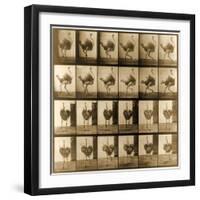 Image Sequence of an Ostrich Running, 'Animal Locomotion' Series, C.1887-Eadweard Muybridge-Framed Giclee Print