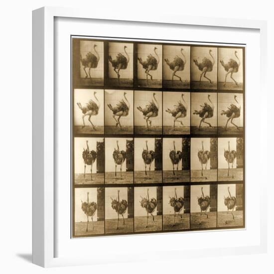 Image Sequence of an Ostrich Running, 'Animal Locomotion' Series, C.1887-Eadweard Muybridge-Framed Giclee Print