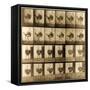 Image Sequence of an Ostrich Running, 'Animal Locomotion' Series, C.1887-Eadweard Muybridge-Framed Stretched Canvas