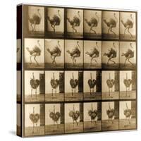 Image Sequence of an Ostrich Running, 'Animal Locomotion' Series, C.1887-Eadweard Muybridge-Stretched Canvas