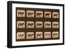 Image Sequence of an Ox Running, 'Animal Locomotion' Series, C.1881-Eadweard Muybridge-Framed Giclee Print