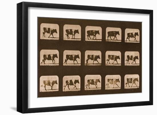 Image Sequence of an Ox Running, 'Animal Locomotion' Series, C.1881-Eadweard Muybridge-Framed Premium Giclee Print