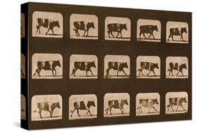 Image Sequence of an Ox Running, 'Animal Locomotion' Series, C.1881-Eadweard Muybridge-Stretched Canvas