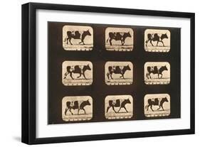 Image Sequence of an Ox Trotting, 'Animal Locomotion' Series, C.1881-Eadweard Muybridge-Framed Giclee Print