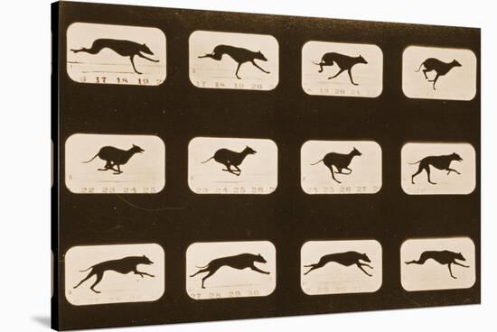 Image Sequence of Running Greyhounds, 'Animal Locomotion' Series, C.1881-Eadweard Muybridge-Stretched Canvas