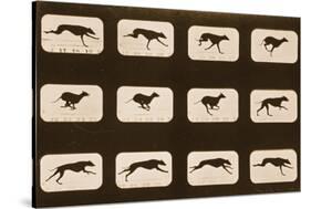 Image Sequence of Running Greyhounds, 'Animal Locomotion' Series, C.1881-Eadweard Muybridge-Stretched Canvas