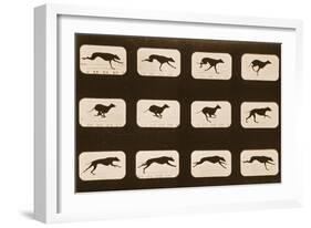 Image Sequence of Running Greyhounds, 'Animal Locomotion' Series, C.1881-Eadweard Muybridge-Framed Premium Giclee Print