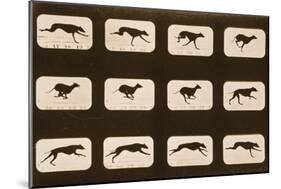 Image Sequence of Running Greyhounds, 'Animal Locomotion' Series, C.1881-Eadweard Muybridge-Mounted Premium Giclee Print