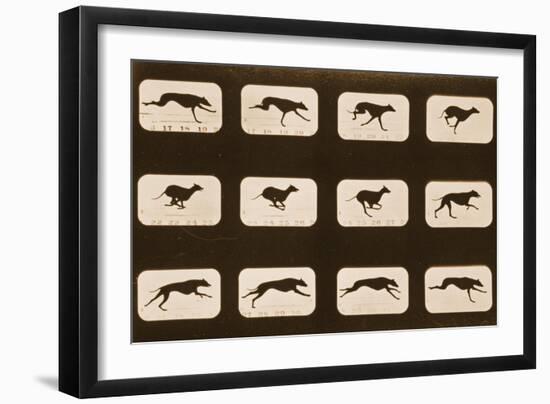 Image Sequence of Running Greyhounds, 'Animal Locomotion' Series, C.1881-Eadweard Muybridge-Framed Giclee Print