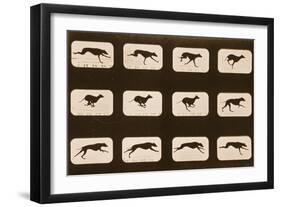 Image Sequence of Running Greyhounds, 'Animal Locomotion' Series, C.1881-Eadweard Muybridge-Framed Giclee Print