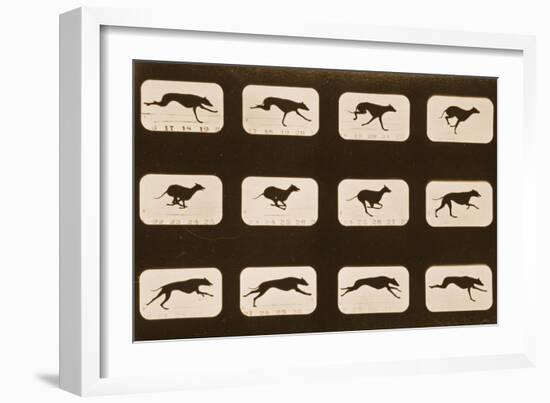 Image Sequence of Running Greyhounds, 'Animal Locomotion' Series, C.1881-Eadweard Muybridge-Framed Giclee Print