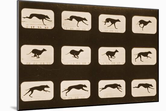 Image Sequence of Running Greyhounds, 'Animal Locomotion' Series, C.1881-Eadweard Muybridge-Mounted Giclee Print