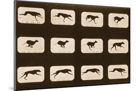 Image Sequence of Running Greyhounds, 'Animal Locomotion' Series, C.1881-Eadweard Muybridge-Mounted Giclee Print