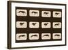 Image Sequence of Running Greyhounds, 'Animal Locomotion' Series, C.1881-Eadweard Muybridge-Framed Giclee Print