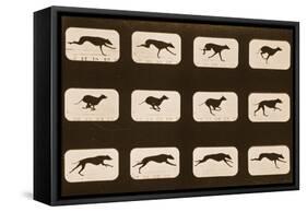 Image Sequence of Running Greyhounds, 'Animal Locomotion' Series, C.1881-Eadweard Muybridge-Framed Stretched Canvas