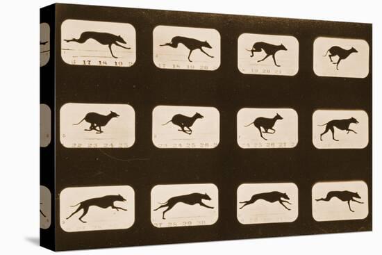 Image Sequence of Running Greyhounds, 'Animal Locomotion' Series, C.1881-Eadweard Muybridge-Stretched Canvas