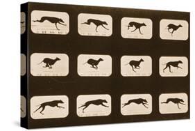 Image Sequence of Running Greyhounds, 'Animal Locomotion' Series, C.1881-Eadweard Muybridge-Stretched Canvas