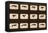 Image Sequence of Running Greyhounds, 'Animal Locomotion' Series, C.1881-Eadweard Muybridge-Framed Stretched Canvas