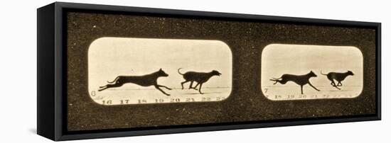 Image Sequence of Running Greyhounds, 'Animal Locomotion' Series, C.1881-Eadweard Muybridge-Framed Stretched Canvas