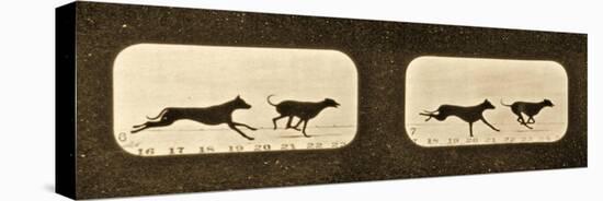 Image Sequence of Running Greyhounds, 'Animal Locomotion' Series, C.1881-Eadweard Muybridge-Stretched Canvas