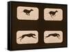 Image Sequence of Running Greyhounds, 'Animal Locomotion' Series, C.1881-Eadweard Muybridge-Framed Stretched Canvas