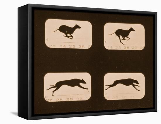 Image Sequence of Running Greyhounds, 'Animal Locomotion' Series, C.1881-Eadweard Muybridge-Framed Stretched Canvas