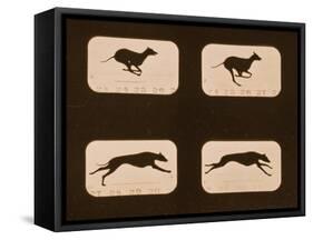 Image Sequence of Running Greyhounds, 'Animal Locomotion' Series, C.1881-Eadweard Muybridge-Framed Stretched Canvas