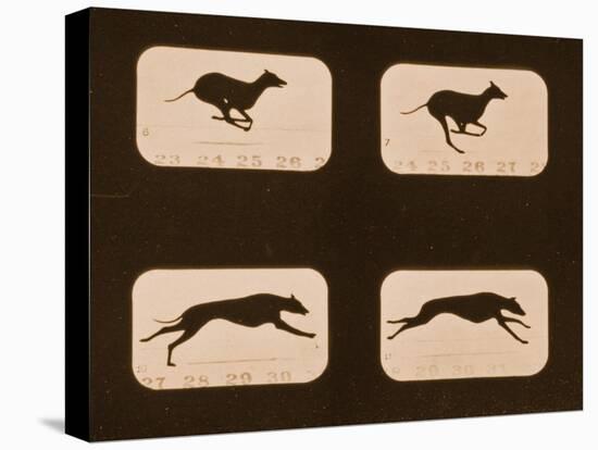 Image Sequence of Running Greyhounds, 'Animal Locomotion' Series, C.1881-Eadweard Muybridge-Stretched Canvas