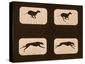 Image Sequence of Running Greyhounds, 'Animal Locomotion' Series, C.1881-Eadweard Muybridge-Stretched Canvas