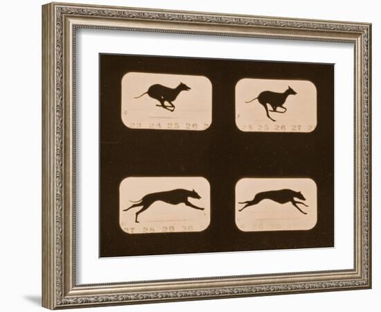 Image Sequence of Running Greyhounds, 'Animal Locomotion' Series, C.1881-Eadweard Muybridge-Framed Giclee Print