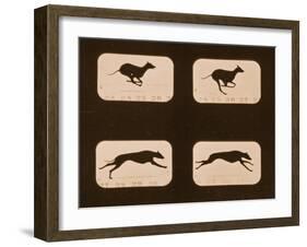 Image Sequence of Running Greyhounds, 'Animal Locomotion' Series, C.1881-Eadweard Muybridge-Framed Giclee Print