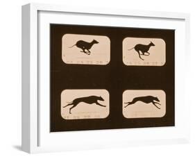 Image Sequence of Running Greyhounds, 'Animal Locomotion' Series, C.1881-Eadweard Muybridge-Framed Premium Giclee Print