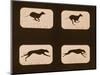 Image Sequence of Running Greyhounds, 'Animal Locomotion' Series, C.1881-Eadweard Muybridge-Mounted Giclee Print