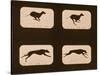 Image Sequence of Running Greyhounds, 'Animal Locomotion' Series, C.1881-Eadweard Muybridge-Stretched Canvas