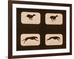 Image Sequence of Running Greyhounds, 'Animal Locomotion' Series, C.1881-Eadweard Muybridge-Framed Giclee Print